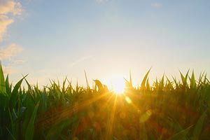 Amanecer sostenibilidad