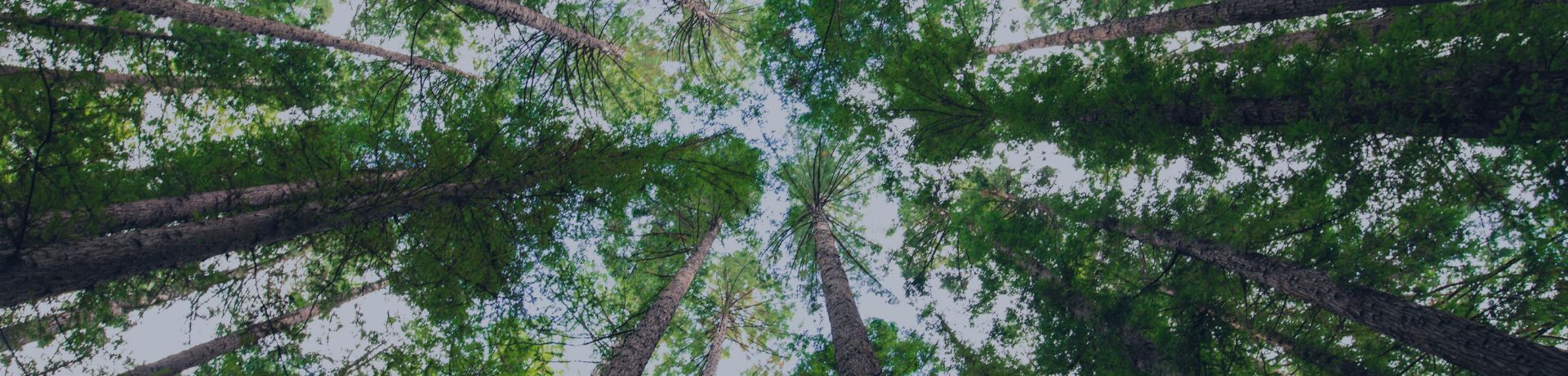 Des arbres vus d'en bas