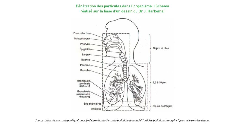 Pénétration des particules dans l’organisme : (Schéma réalisé sur la base d'un dessin du Dr J. Harkema)