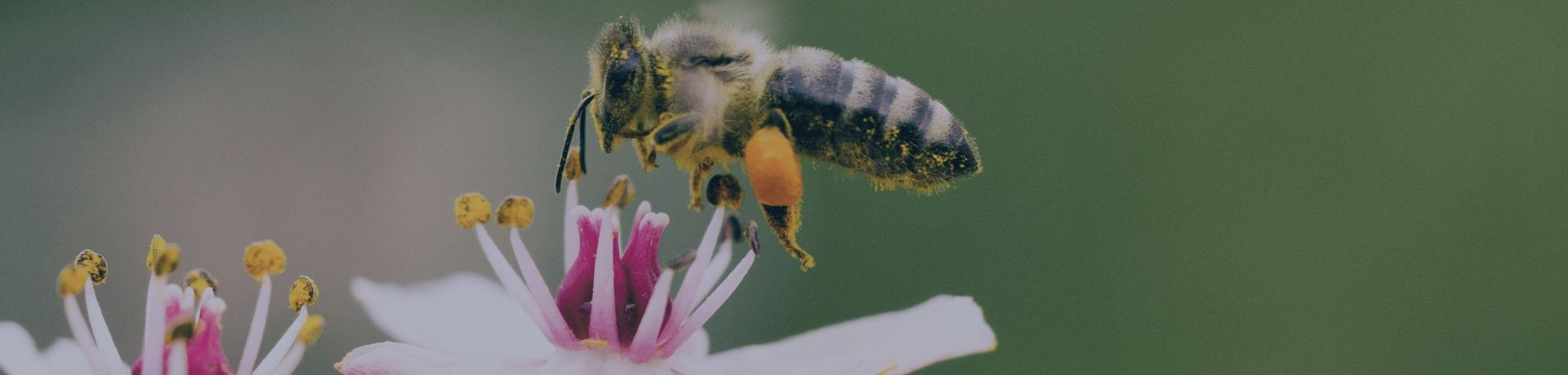 Une abeille sur une fleur