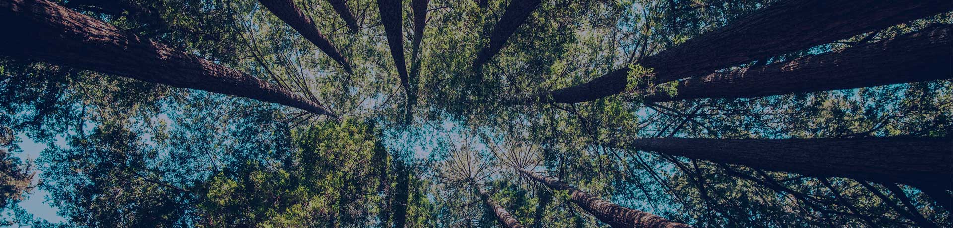 Des arbres vu d'en bas