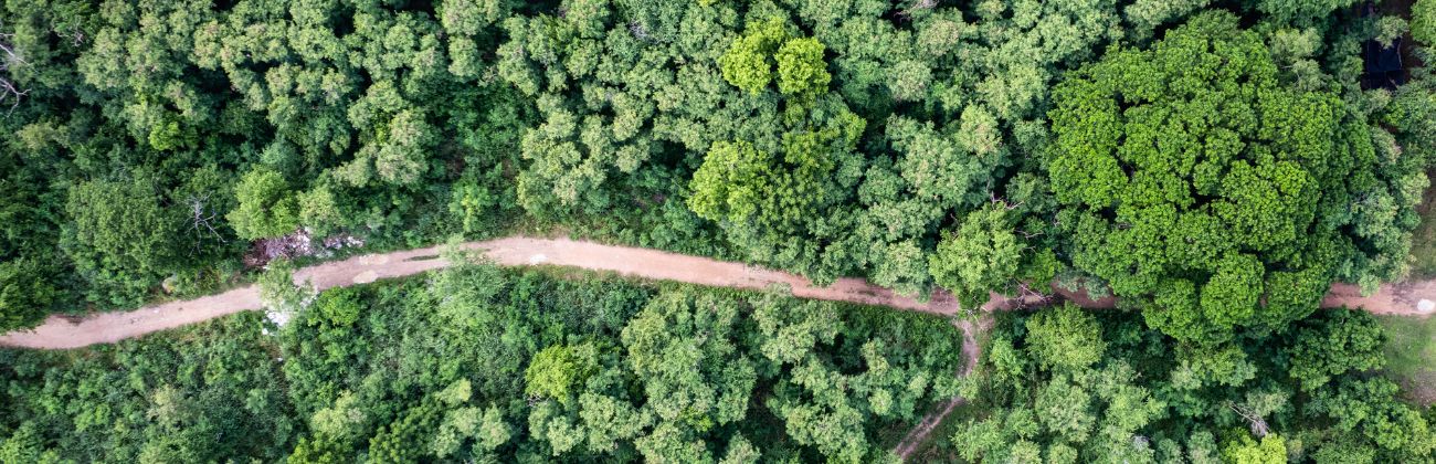 Une vue aérienne d'une forêt dense traversée par un chemin de terre.