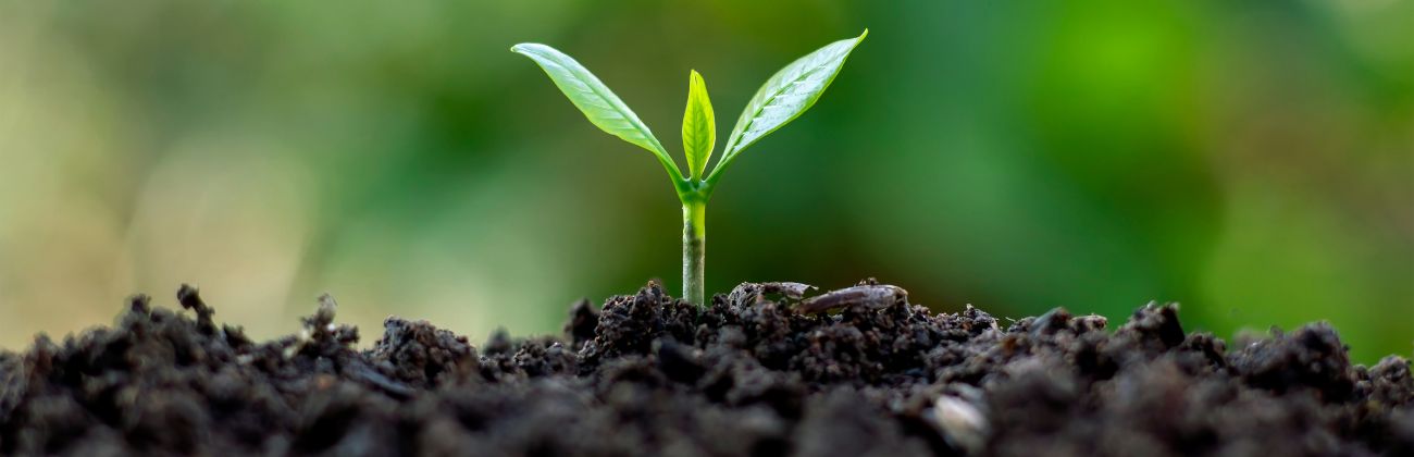 Une jeune pousse verte émerge d'un sol sombre et fertile, sur un fond vert flou.
