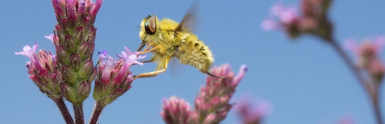 Une abeille qui butine.