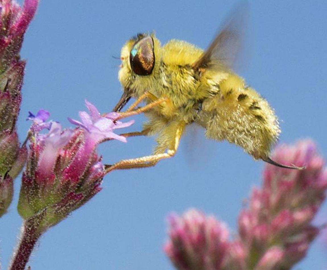Une abeille qui butine. 