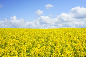 rapeseed fields