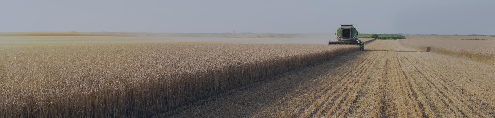 moissonneuse sur un champs de blé