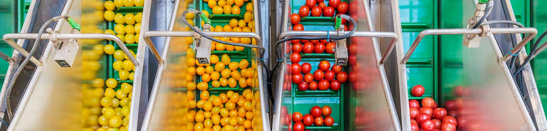 Machine à trier les fruits et légumes