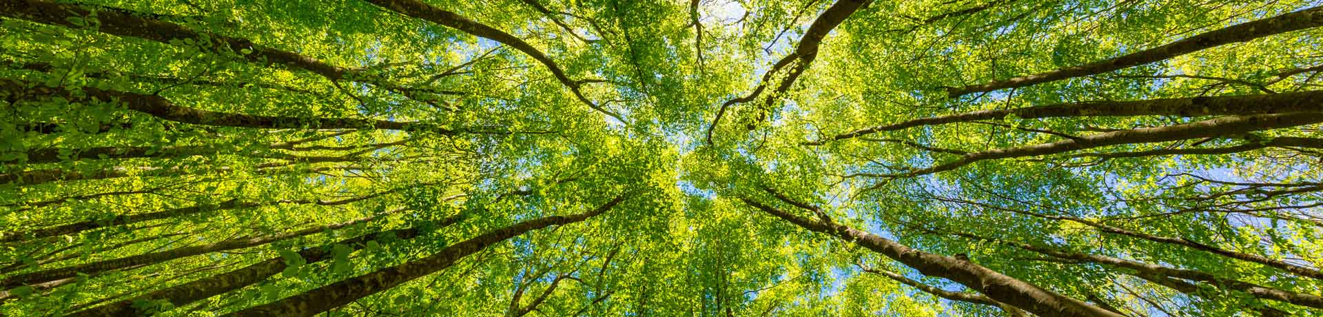Arbres